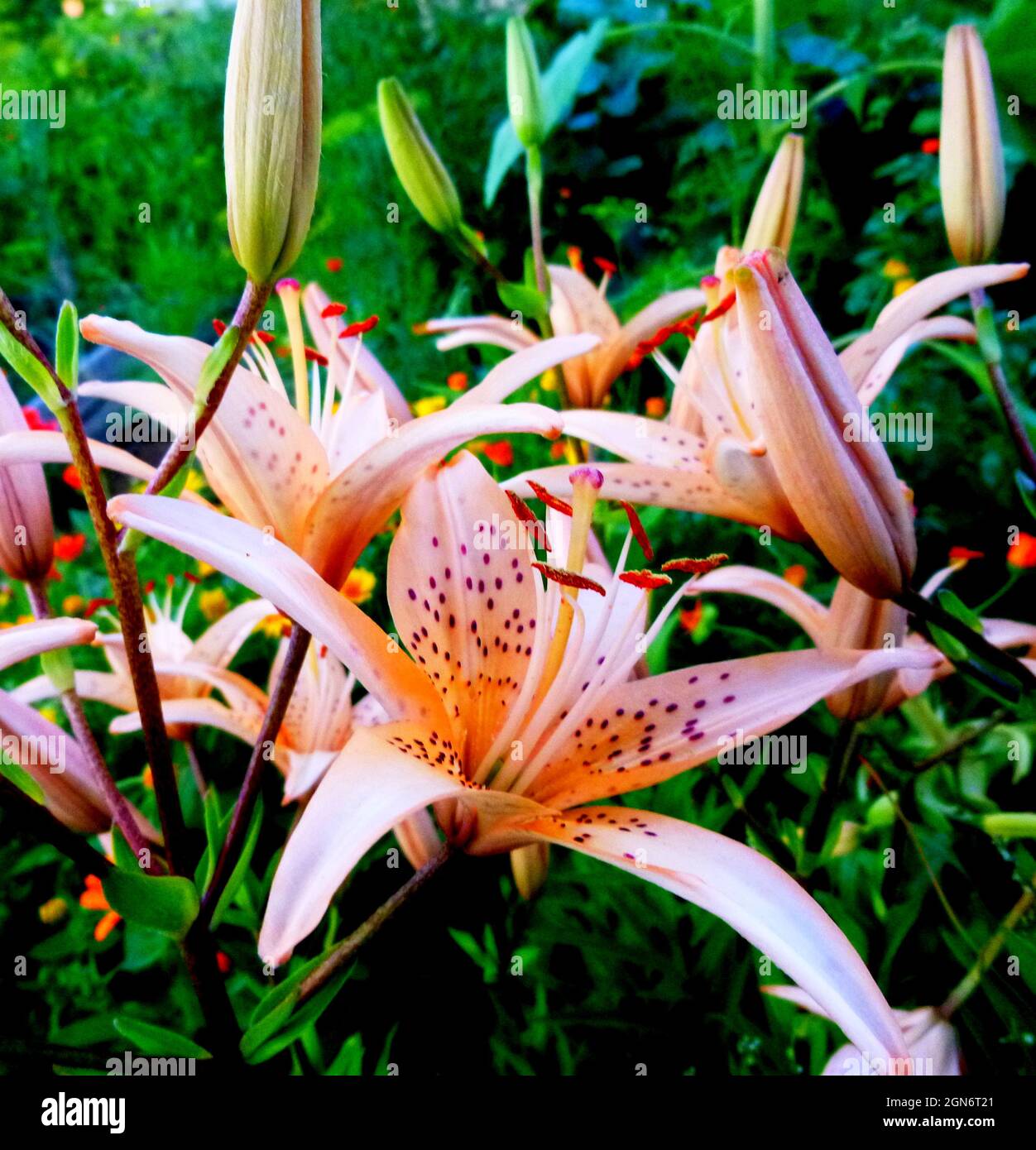 Tigerlilien im Garten. Lilium lancifolium blüht im Garten in Sibirien Russland Stockfoto
