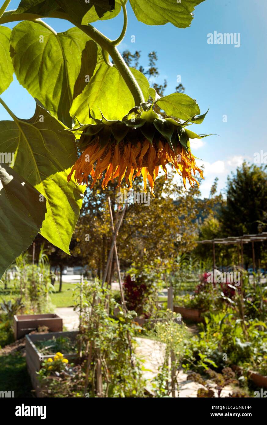 Hängende Sonnenblume im Place François Mitterrand, Cahors, Lot Department, Frankreich Stockfoto