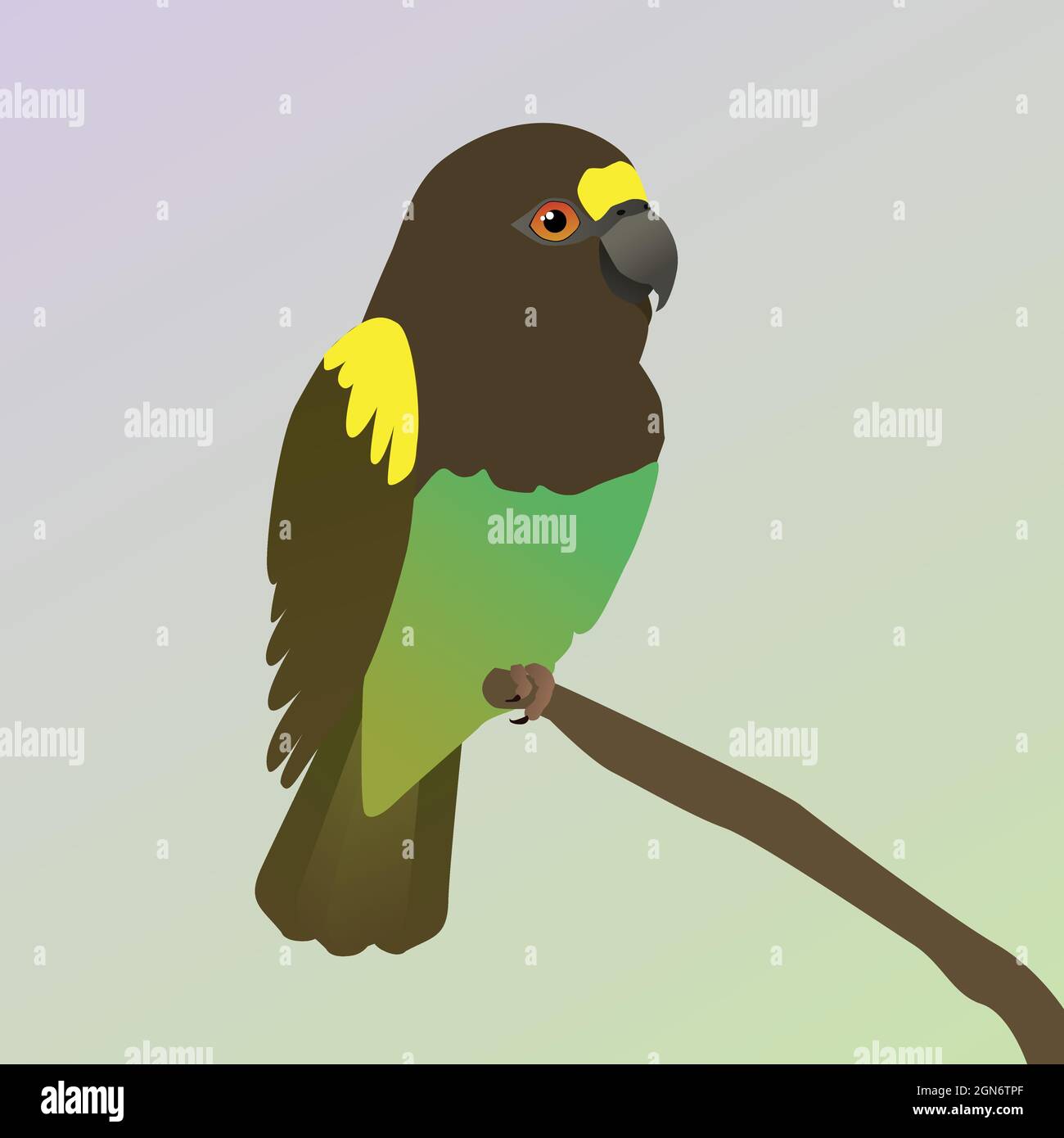 Eine Vektordarstellung eines Meyers Papagei. Der Vogel sitzt auf einem Ast. Stock Vektor