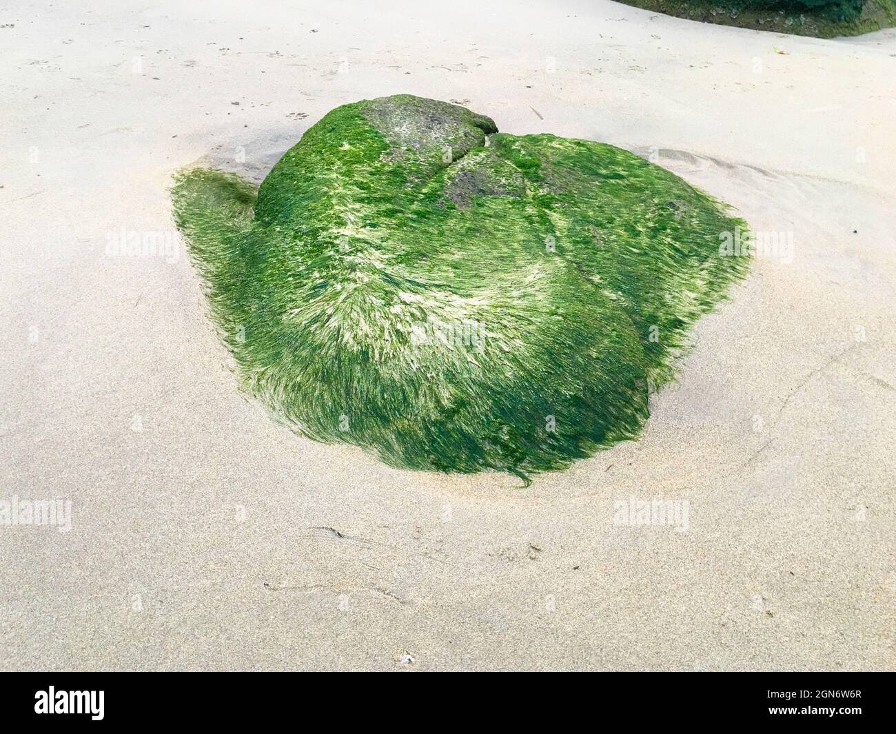 Ein großes, mit Steinen bedecktes grünes Moos am Sandstrand Stockfoto