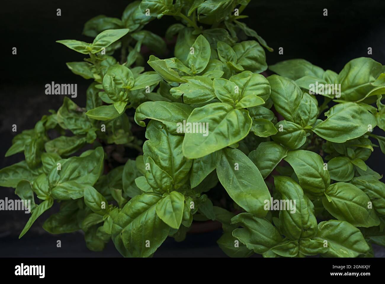 basilico im Vaso Stockfoto