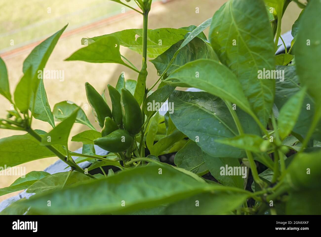 Peperoncini piccanti in Vaso 8 Stockfoto