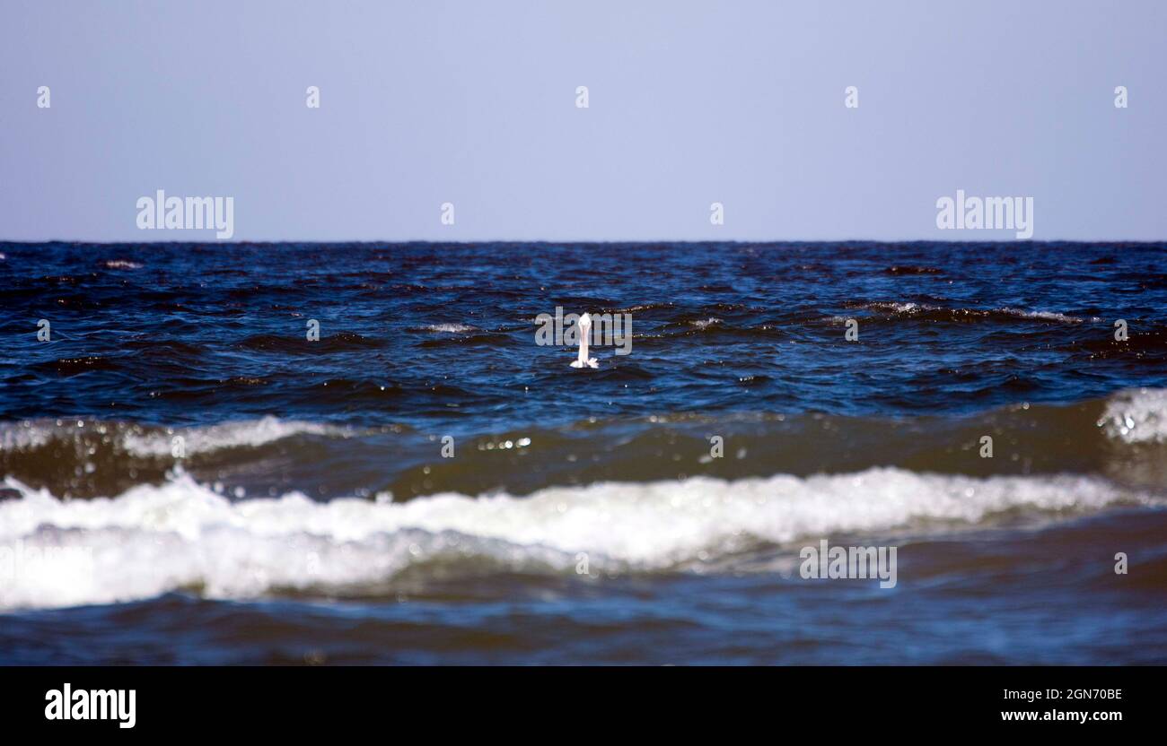 Pelikan verschwommen Silhouette schwimmt auf dem Wasser des Schwarzen Meeres in der Nähe des Donaudeltas. Tiefblaues Meerwasser mit kleinen schäumenden Wellen. Stockfoto