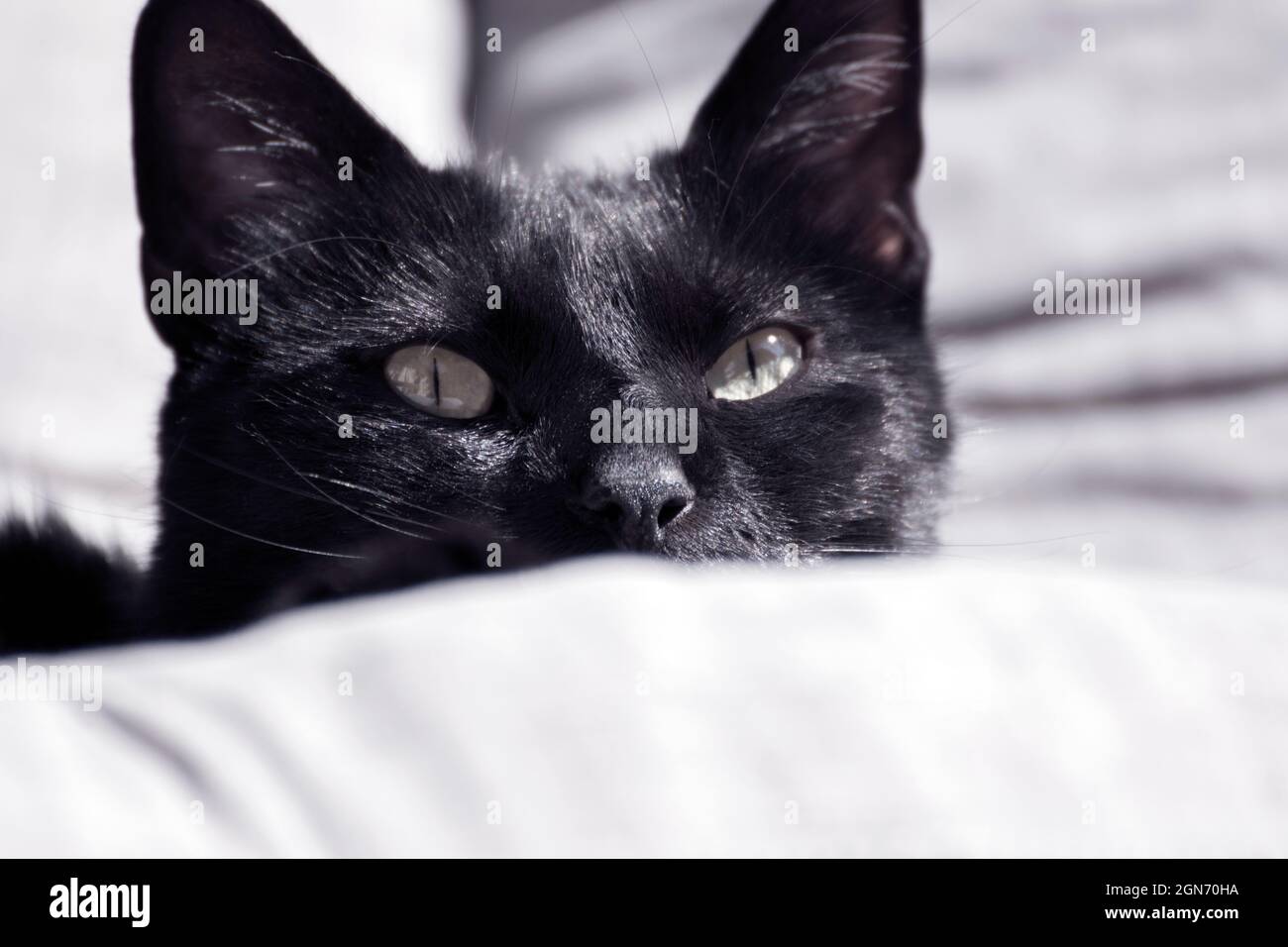 Schönes schwarzes Katzenportrait, das einen sonnigen Tag auf den Kissen eines Raketenstuhls genießt. Eher neutrale Farben, Nahaufnahme. Stockfoto