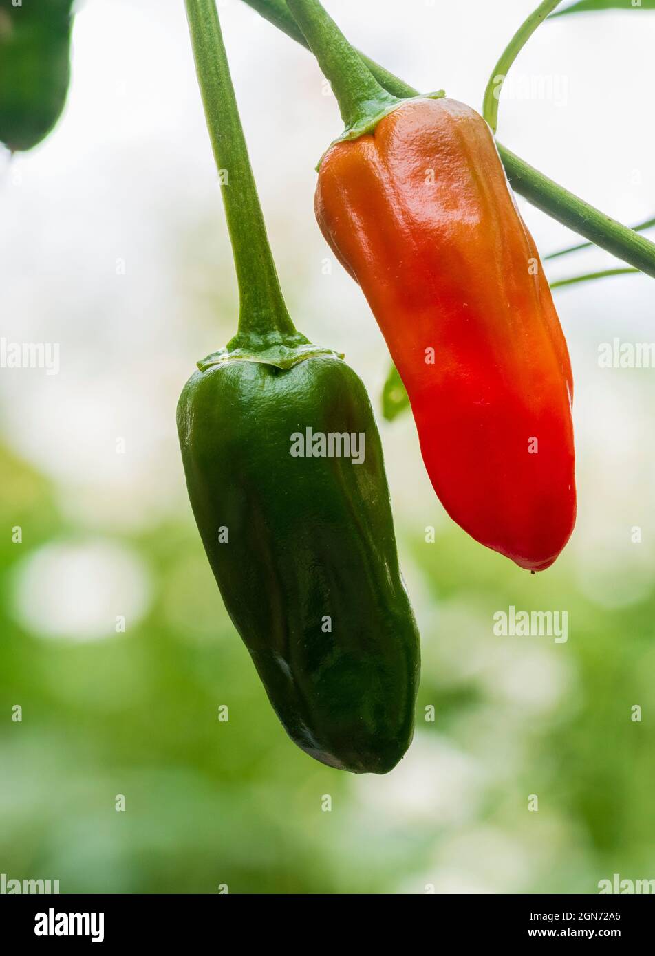 Grüne unreife und rote reife Früchte des mittelscharfen Chilischepfeffers, Capsicum annuum 'Apache' Stockfoto