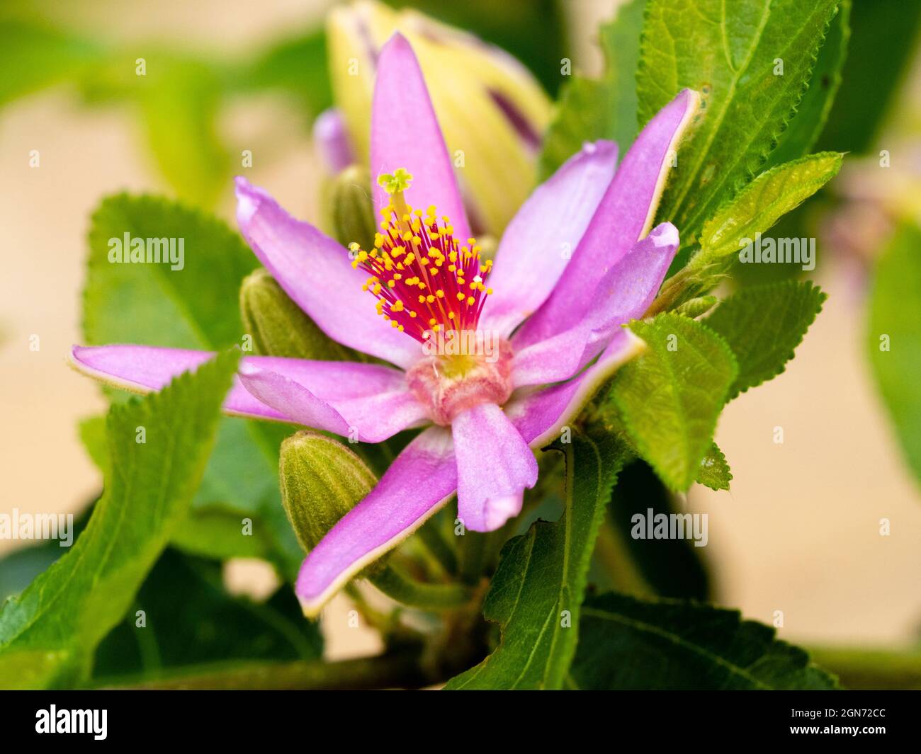 Prominente Staubgefäße des zarten, rosa blütenhaften immergrünen, schwach kletternden oder buschigen afrikanischen Sternbusches, Grewia occidentalis Stockfoto