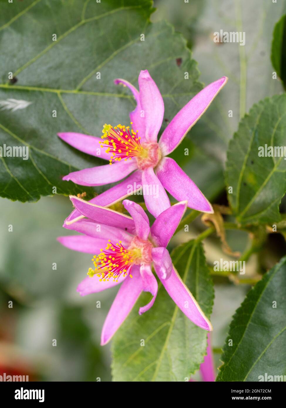 Prominente Staubgefäße des zarten, rosa blütenhaften immergrünen, schwach kletternden oder buschigen afrikanischen Sternbusches, Grewia occidentalis Stockfoto