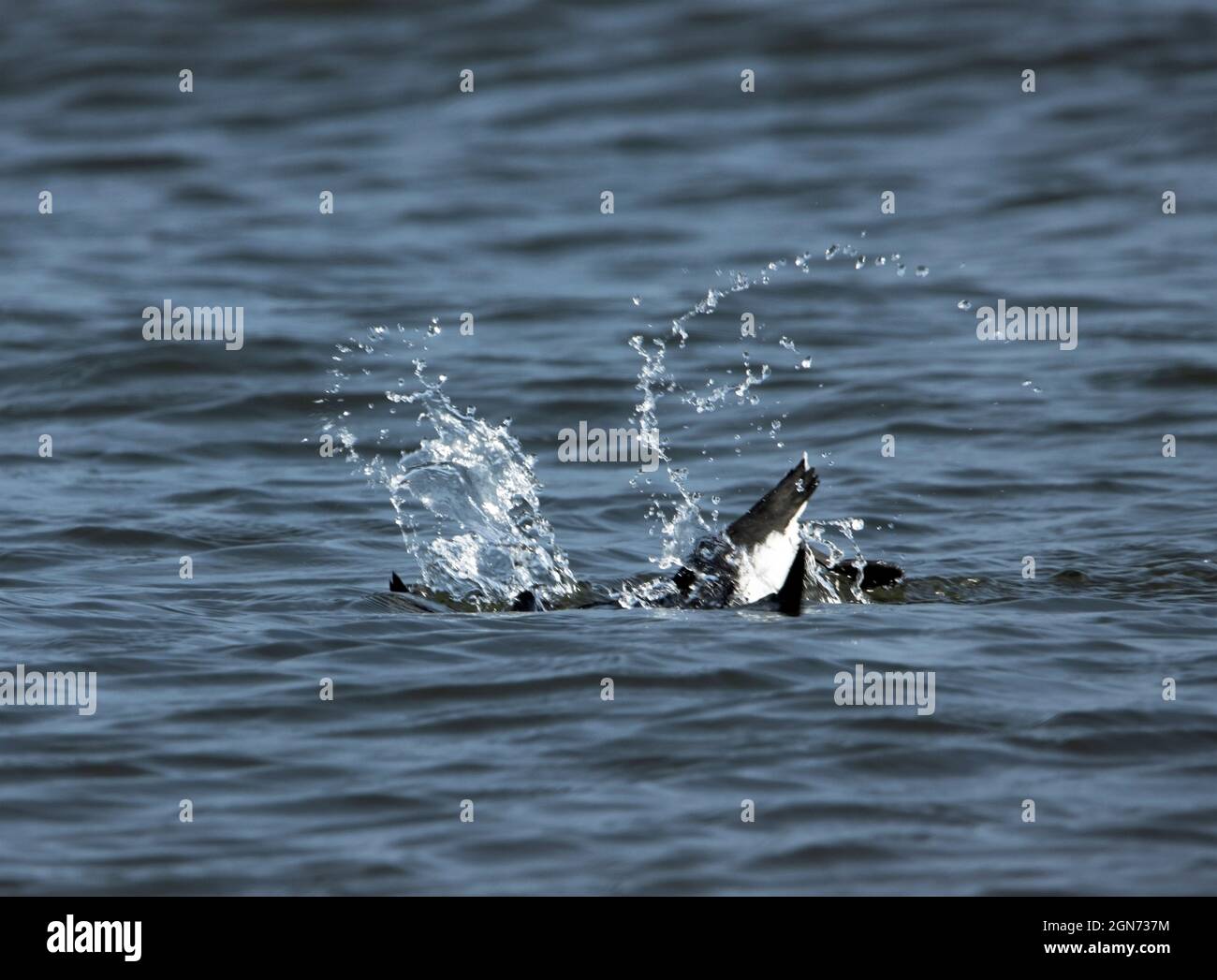 Ein Razorbill taucht unter Wasser, um Fischreit zu verfolgen. Dieses Mitglied der Auk-Familie ist bemerkenswert schnell und agil, da es seine Flügel nutzt, um unter Wasser zu fliegen. Stockfoto