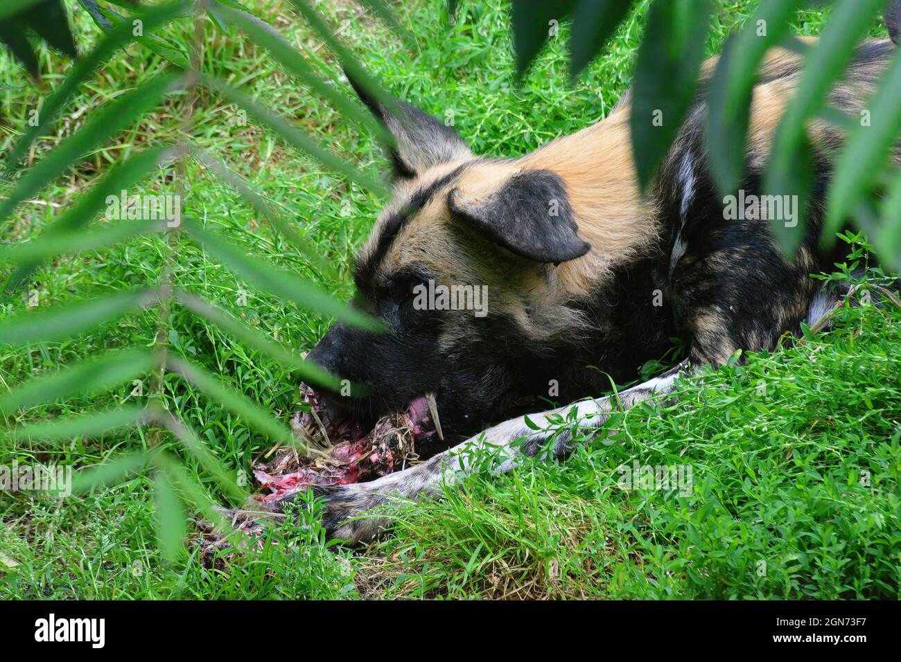 Wilder Hund beim Essen Stockfoto