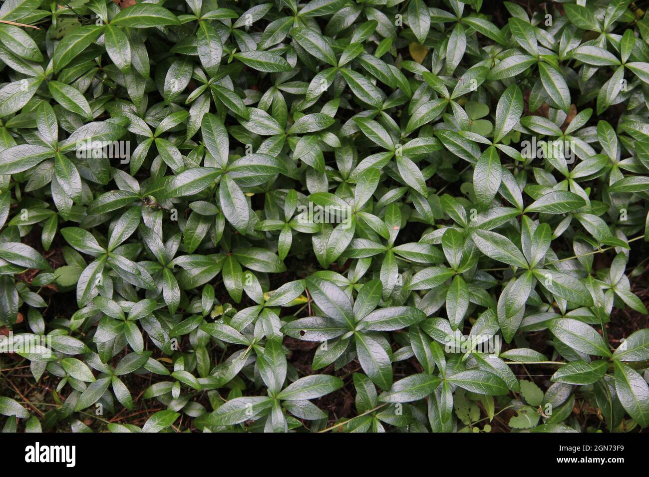 Viele dunkelgrüne, glänzende, ovale Blätter von gemeinem Periwinkle bilden Boden decken Hintergrund im Garten in Litauen Stockfoto