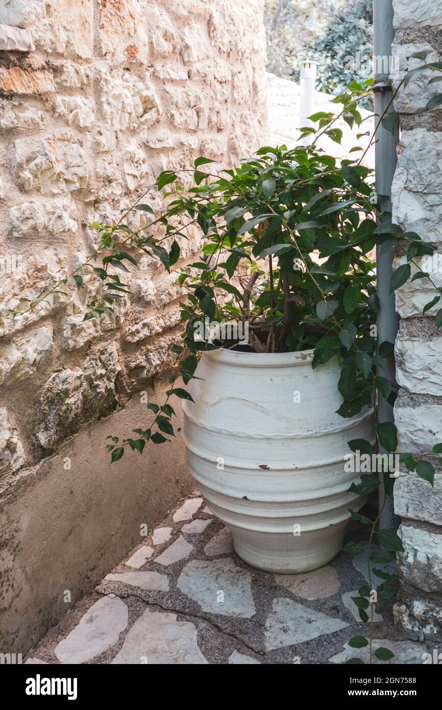 Große Blume Tonvase mit grünen Pflanzen auf dem Boden im sonnigen Sommer griechischen traditionellen Hof mit Steinwänden. Sommer Reise Orte Architektur Details Stockfoto