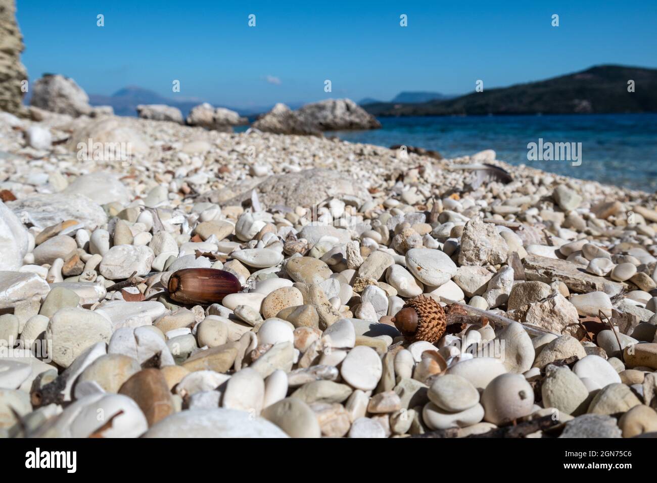 Eicheln von Quercus coccifera, braune Kermes Eichennüsse aus der Nähe am weißen Kiesstrand mit verschwommenem Hintergrund. Nahaufnahme mit blauem Meer in Griechenland, Lef Stockfoto