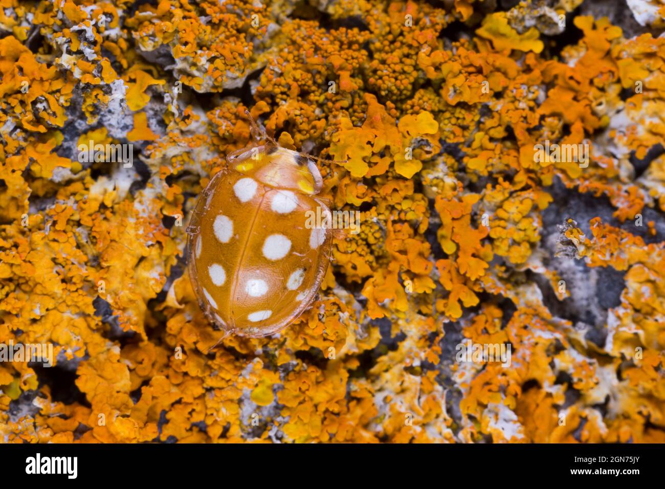 Orangefarbener Marienkäfer (Halyzia sedecimguttata) auf orangefarbenen Flechten. Powys, Wales, April. Stockfoto