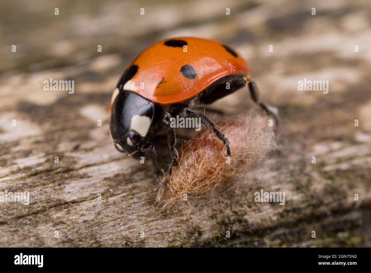 Marienkäfer mit sieben Flecken und einem Kokon des Brakoniden-Wespenparasiten Dinocampus coccinellae. Powys, Wales. Mai. Stockfoto