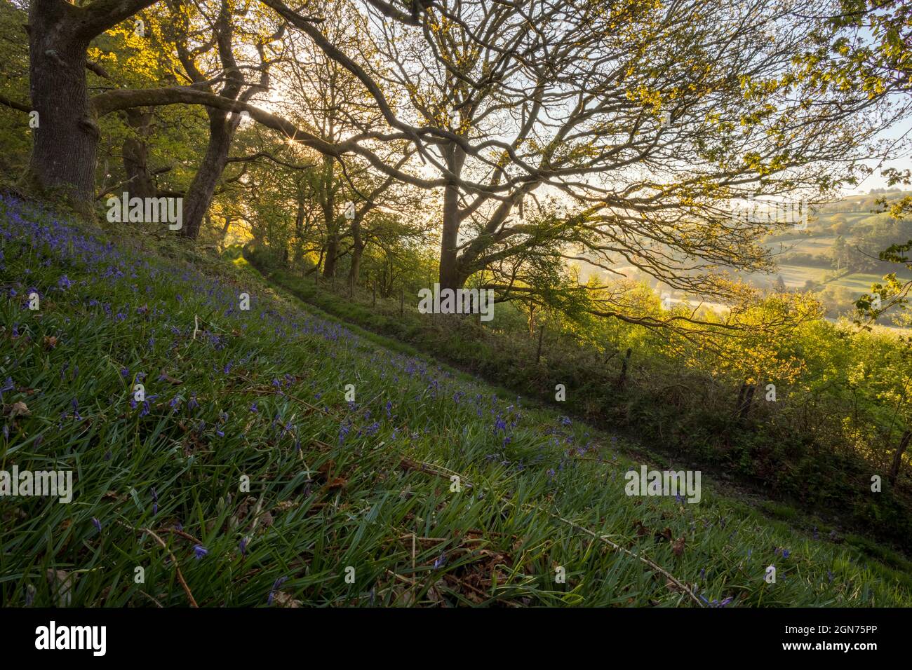 Glockenblumen (Hyacinthoides non-Scripta) blüht in einem Eichenwald. Powys, Wales. Mai. Stockfoto