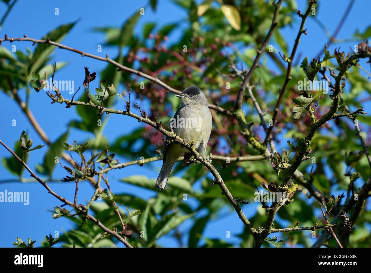 Schwarzmütze sitzt im Baum Stockfoto