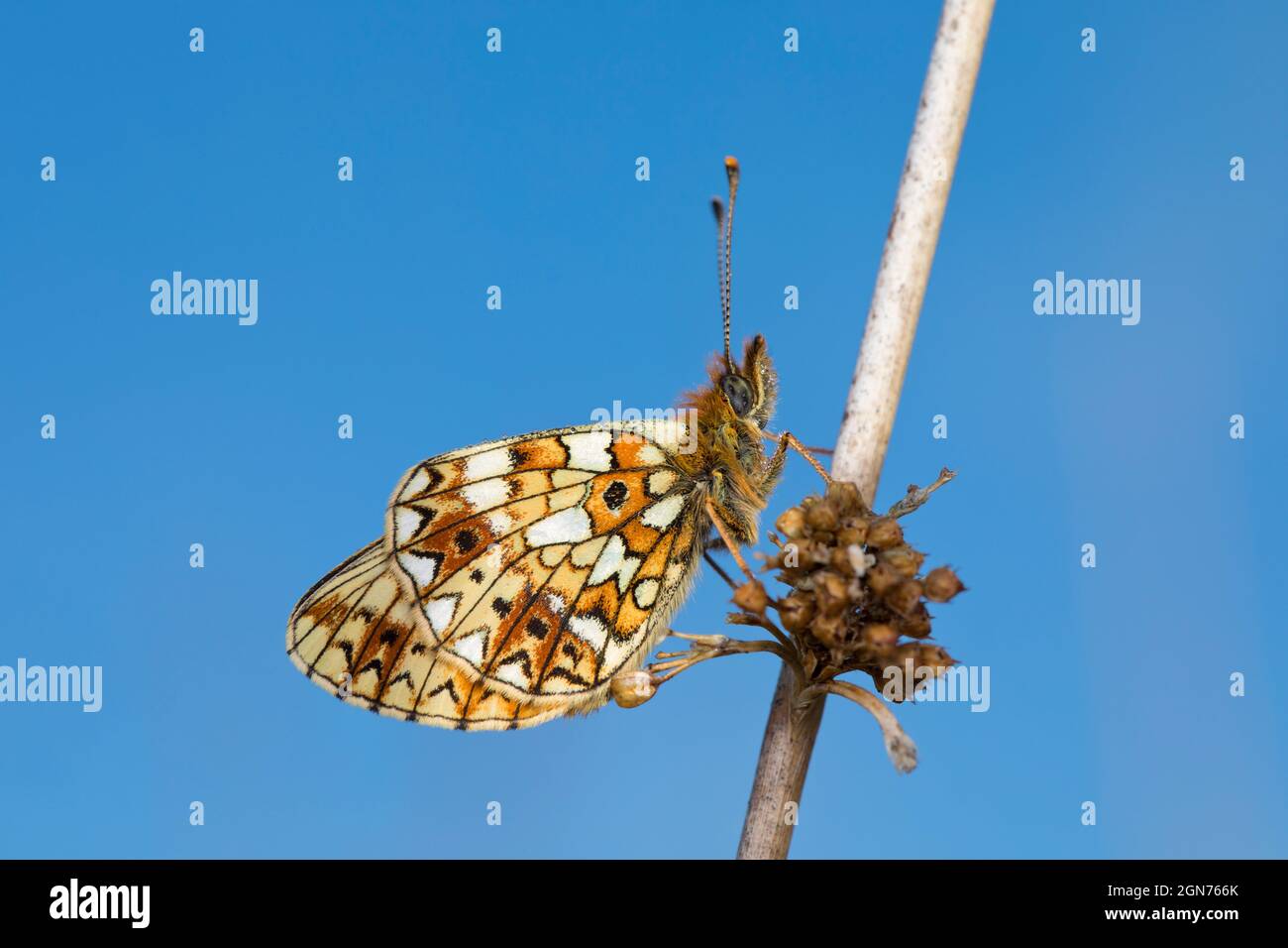 Kleine, perlenumrandete Fritillarie (Boloria selene), Erwachsene Schmetterlinge, die an einem taufigen Morgen brüllen. Powys, Wales. Mai. Stockfoto