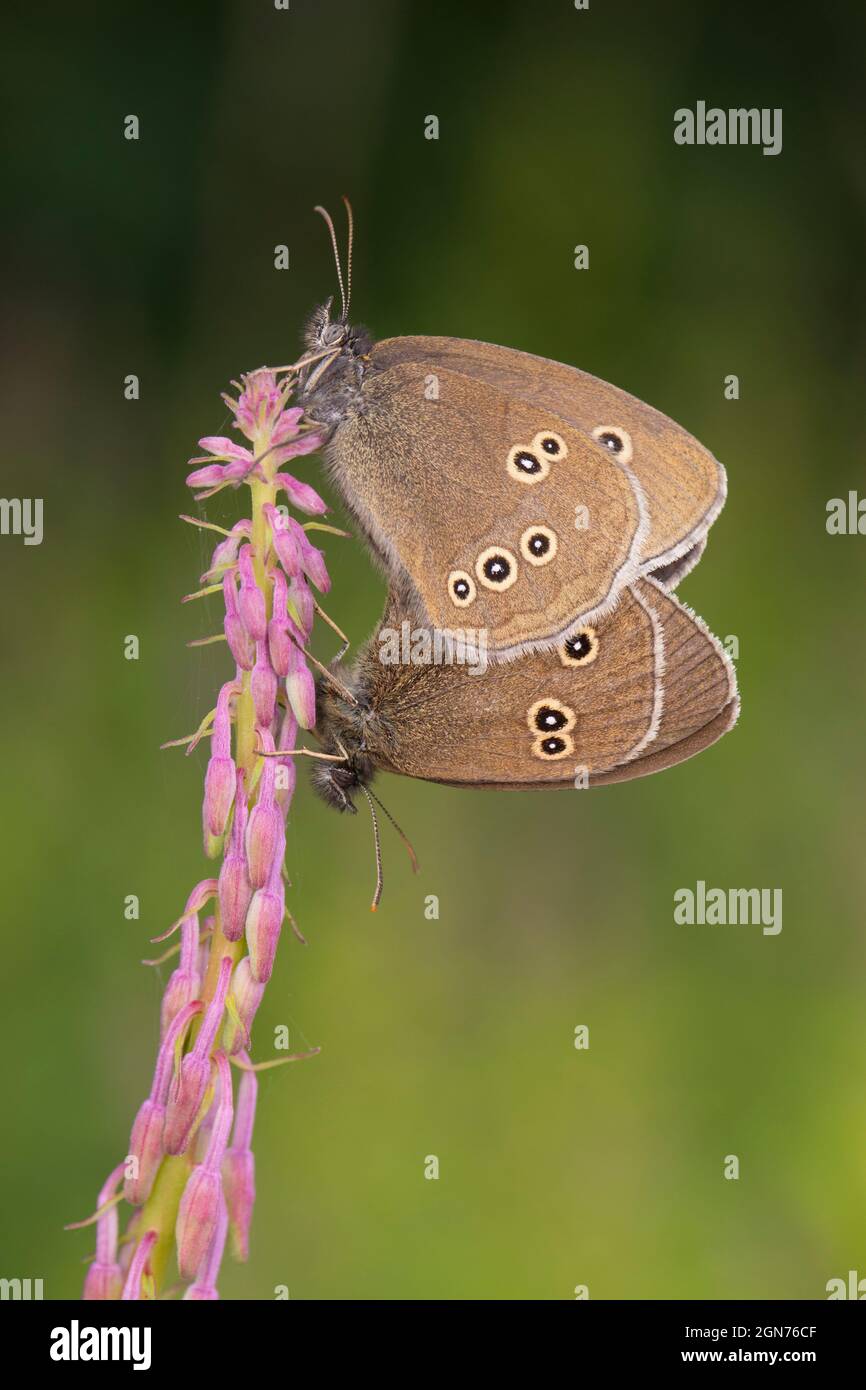 Ringel-Schmetterlinge (Aphantopus hyperantus) paaren sich. Powys, Wales. Juli. Stockfoto