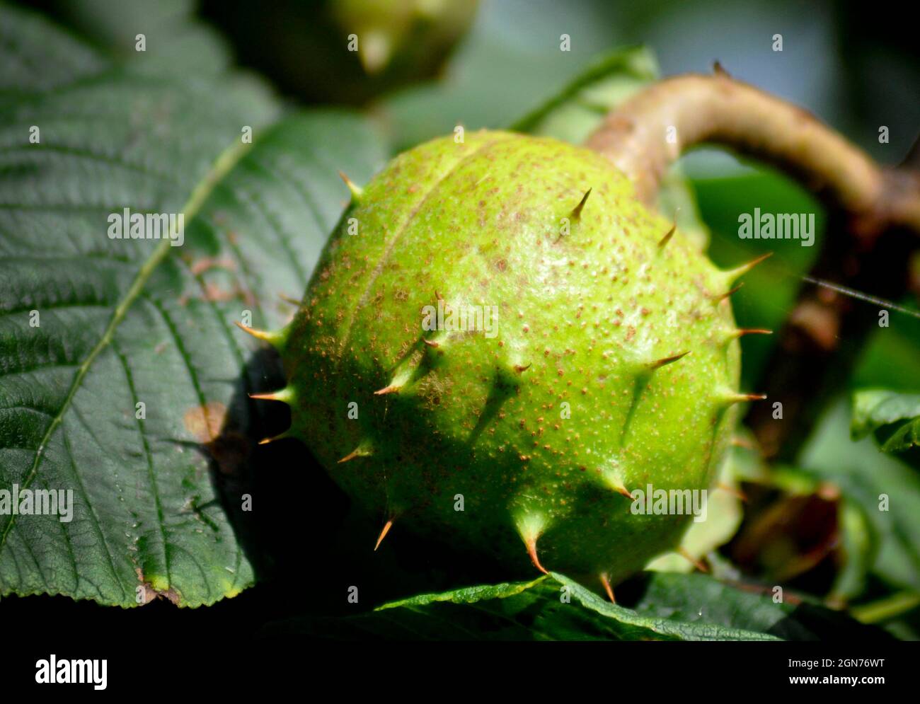 Ein Konker wächst auf dem Baum Stockfoto