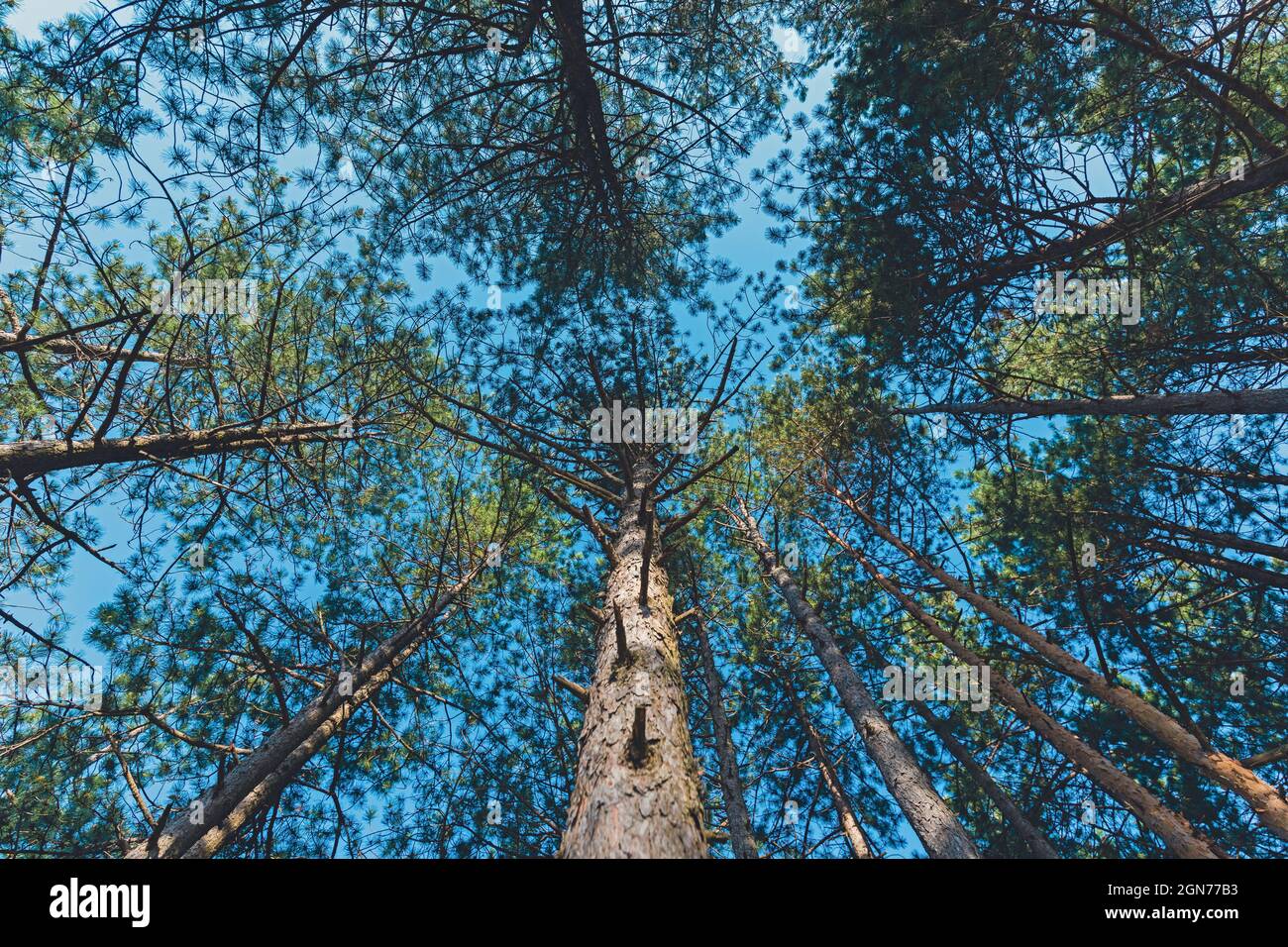 Blick von unten auf die hohen Schwarzkiefern (Pinus nigra) im Wald Stockfoto