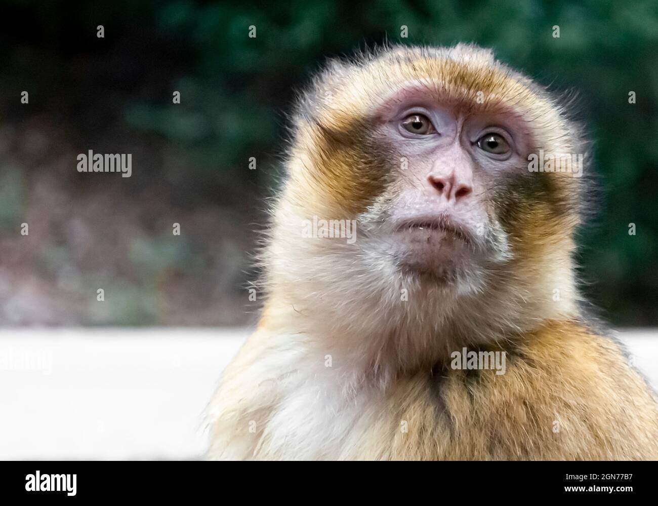 Nahaufnahme eines freiblickenden Makaken mit warmen Farben und weichen Hintergrundunschärfen Stockfoto