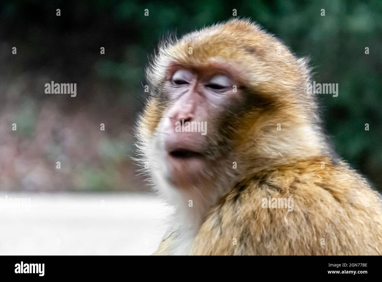 Nahaufnahme von freiblickenden Makaken, die mit warmen Farben und weichen Hintergrundunschärfen herumlaufen Stockfoto