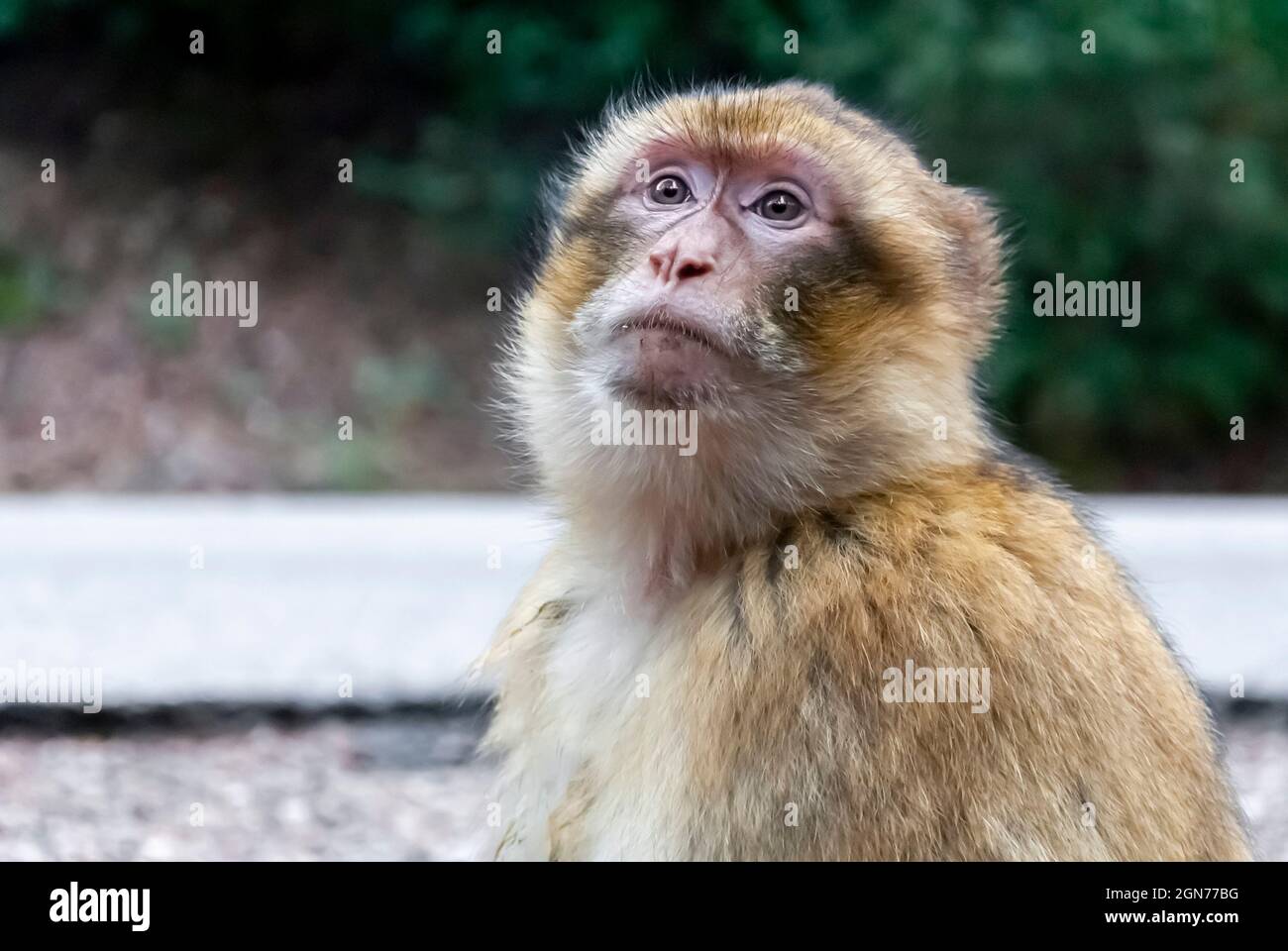 Nahaufnahme eines freiblickenden Makaken-Affen, der in warmen Farben und weichen Hintergrundunschärfen in Gedanken zum Himmel blickt. Stockfoto