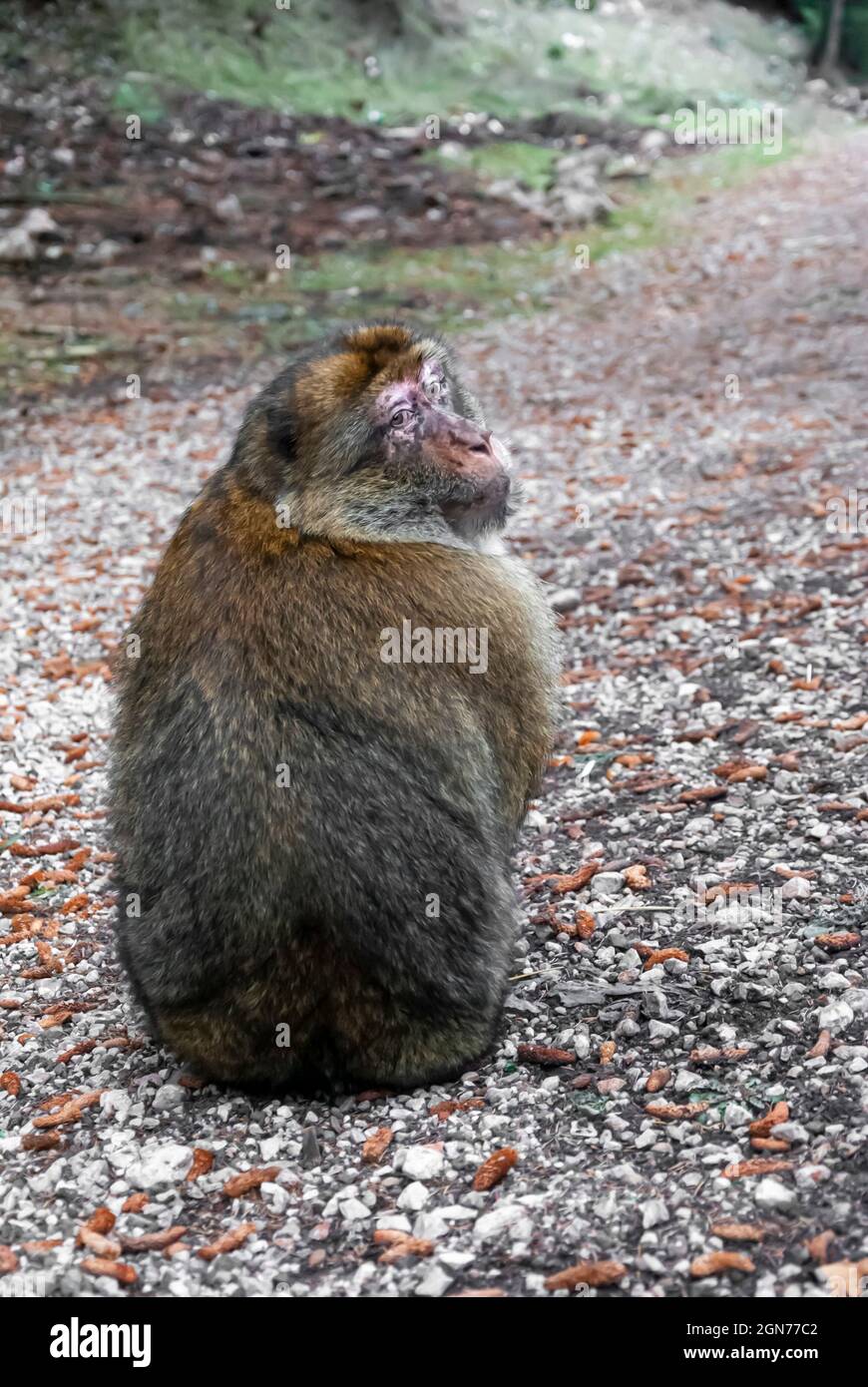 Allgemeine Aufnahme eines frei streunenden Makaken-Affen, der die Kamera anschaut. Stockfoto