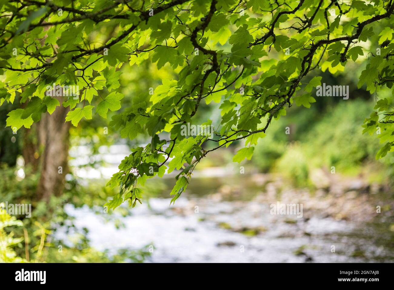 Grüne Blätter auf einem Baumzweig über dem Fluss Tavy Tavistock Devon Stockfoto