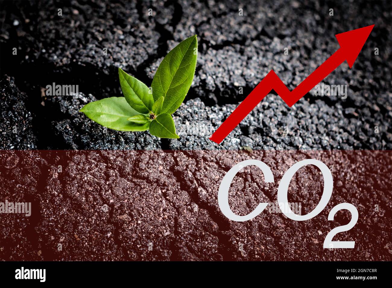 Steigender Kohlendioxidspiegel. Ökologische Katastrophe und Konzept der globalen Erwärmung. Warnschild CO2-Anstieg und grüne Pflanze auf gesprungenem Asphalt Stockfoto