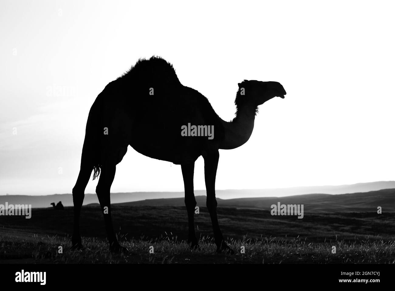 Kamel steht auf Wüstenland bei Sonnenaufgang. Stockfoto