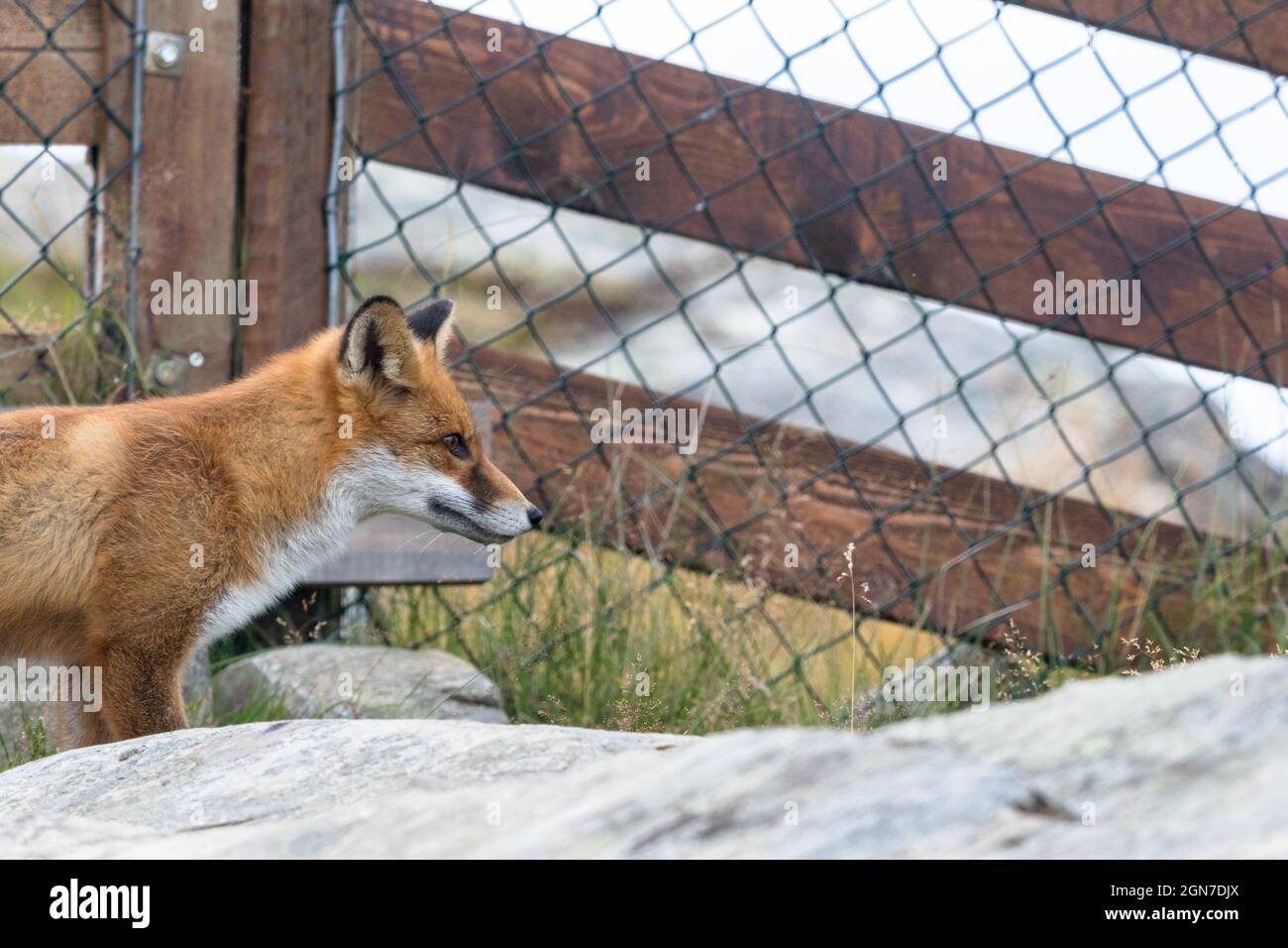 Red Fox vor dem Gitterzaun Stockfoto