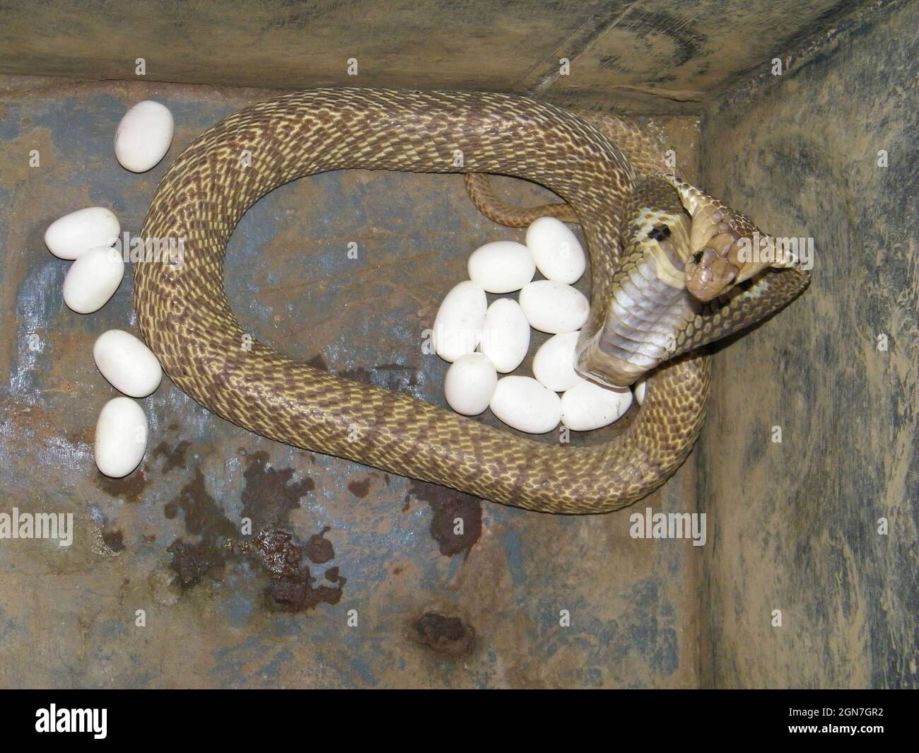 Cobra bewacht seine Eier, Naja naja, Mumbai, Maharashtra, Indien Stockfoto