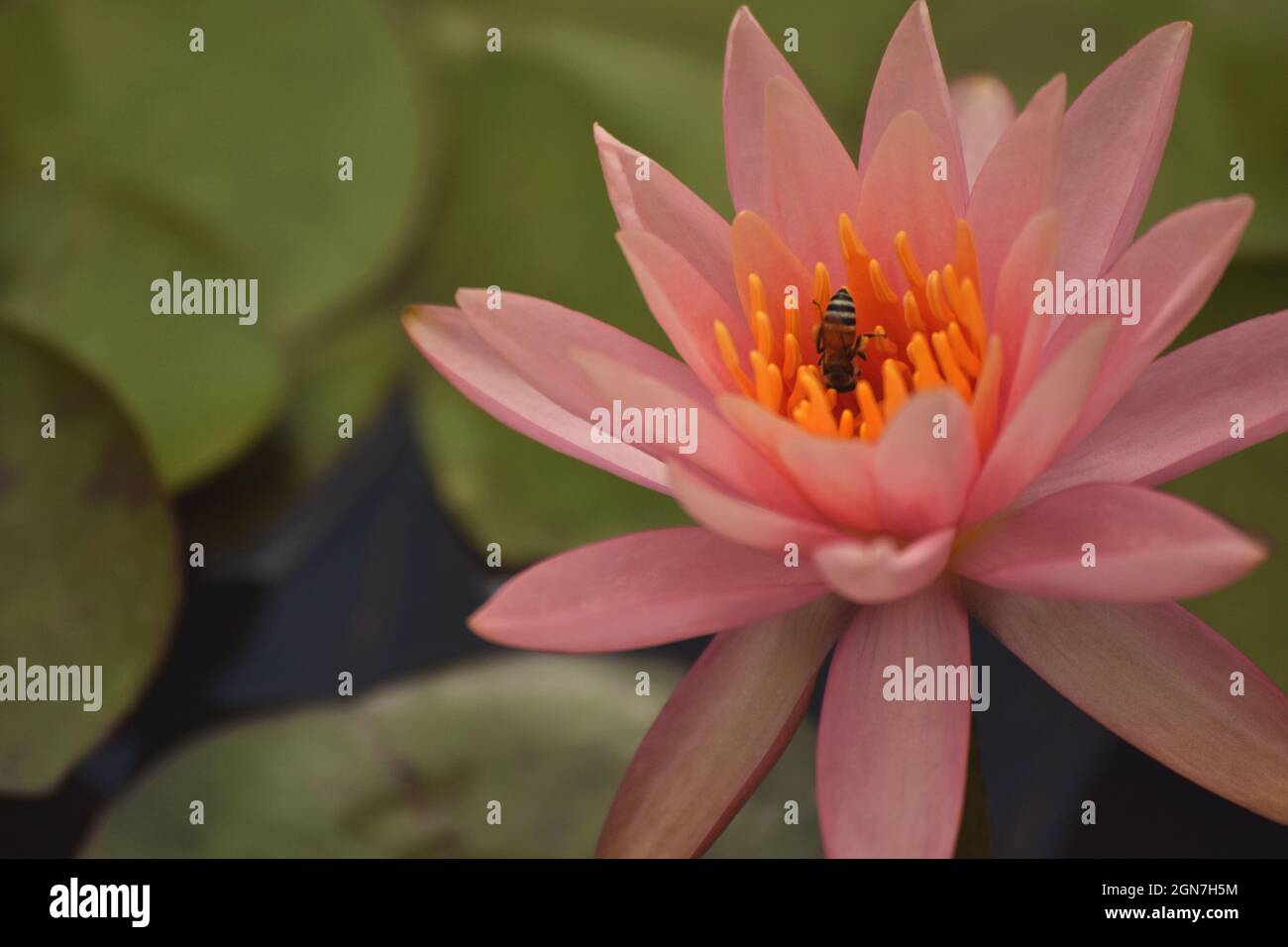 Seerose, Nymphaea, Hadshi, Pune Maharashtra, Indien Stockfoto