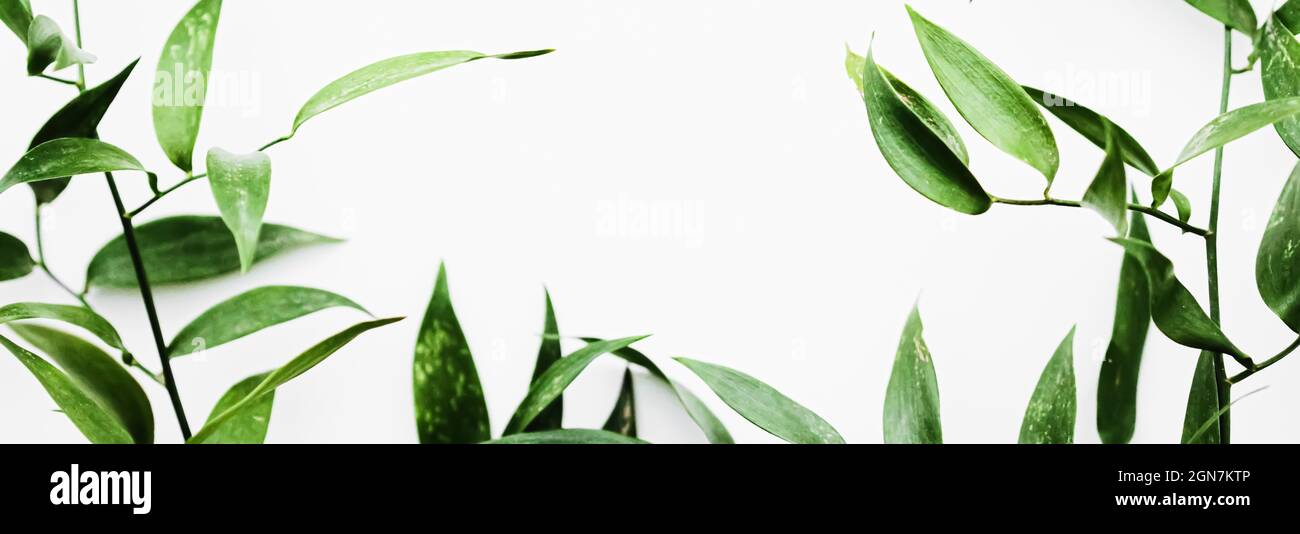 Grüne Blätter auf weißem Hintergrund als botanische Rahmen Flatlay, Öko-Design und Frühling Natur flach legen Stockfoto