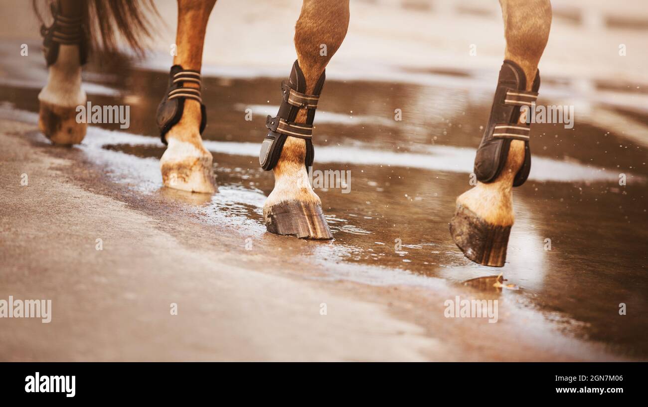 Ein Sauerampfer mit Bandagen an den Füßen geht die Straße entlang und tritt mit unverschämten Hufen in eine Pfütze. Reitsport. Pferdesport. Stockfoto