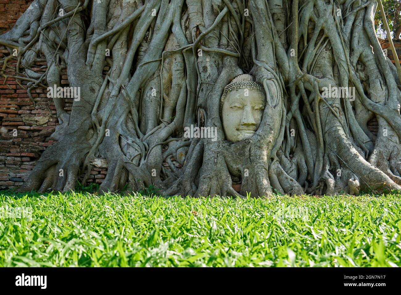 AYUTTHAYA, THAILAND: Der berühmte Stein-Buddha-Kopf, verschlungen in Banyan-Baumwurzeln im Wat Mahathat, Stockfoto