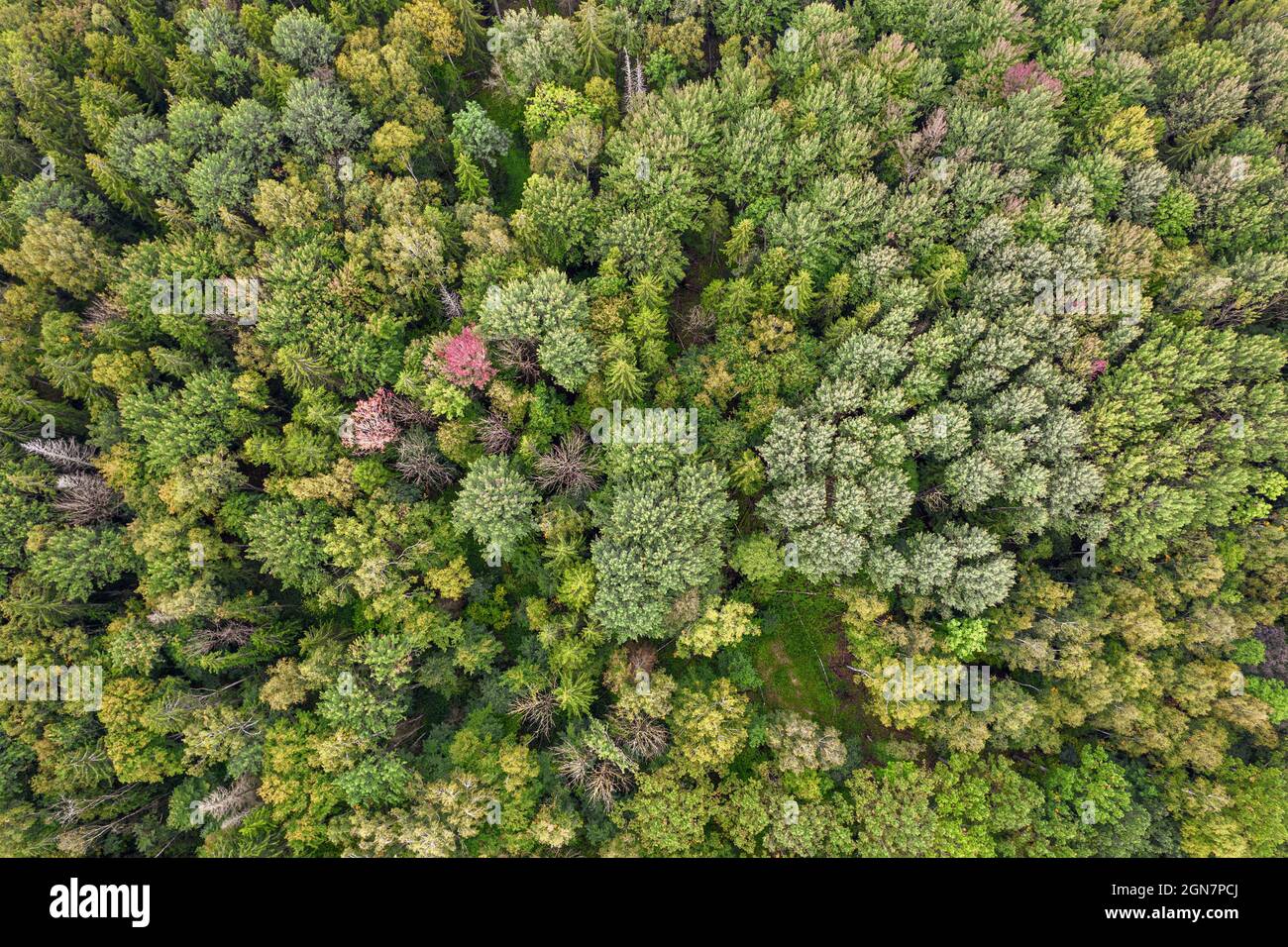 Direkt über der Luftdrohne im Vollformat Aufnahme von gemischtem Blattholz und Kiefernwald in verschiedenen erstaunlichen grünen Farben mit schöner Textur. Vogelperspektive auf hellgrau-grün-gelb-roten Herbstbäumen Stockfoto