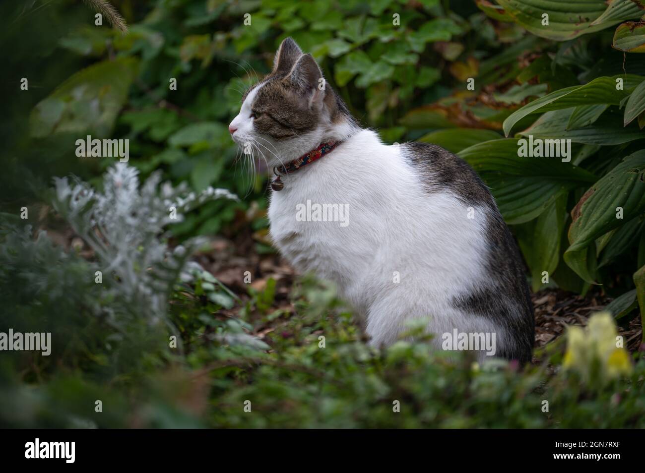 Katze mit Kragen auf Rasen. Kleine Katze mit rotem Kragen sitzt im grünen Gras. Katze mit Outdoor-Toilette auf dem Rasen Stockfoto