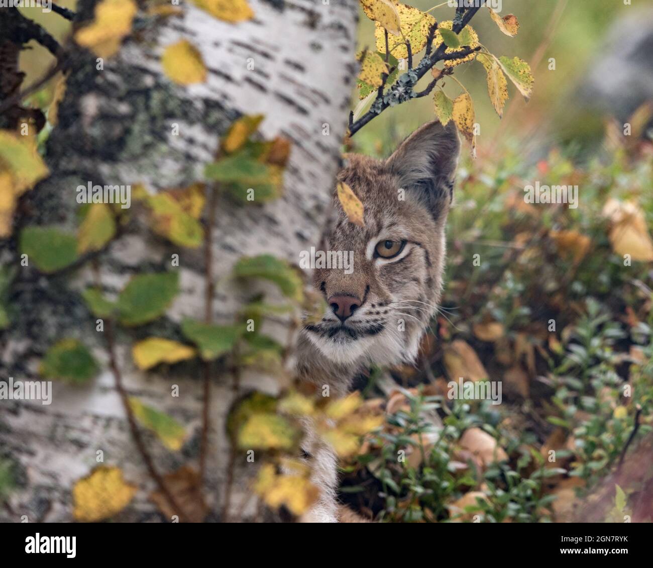Der eurasische Luchs - Luchs Luchs - erwachsenes Tier in autumfarbener Vegetation, mit Blick hinter einer Birke. Nur ein Auge sichtbar. Stockfoto