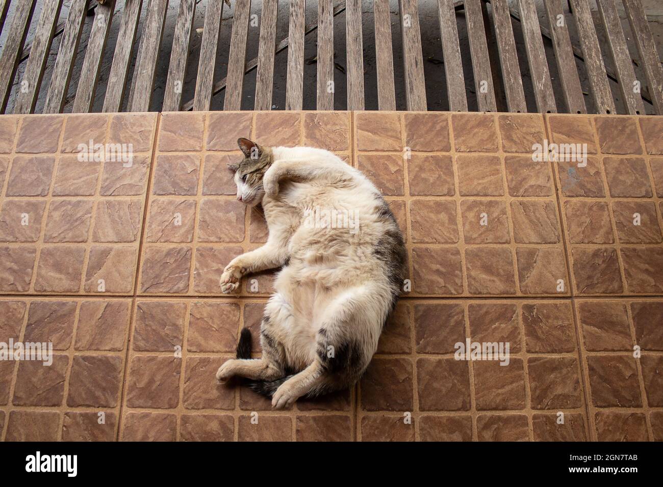 Eine gestromte Katze, friedlich, auf dem Boden liegend. Stockfoto