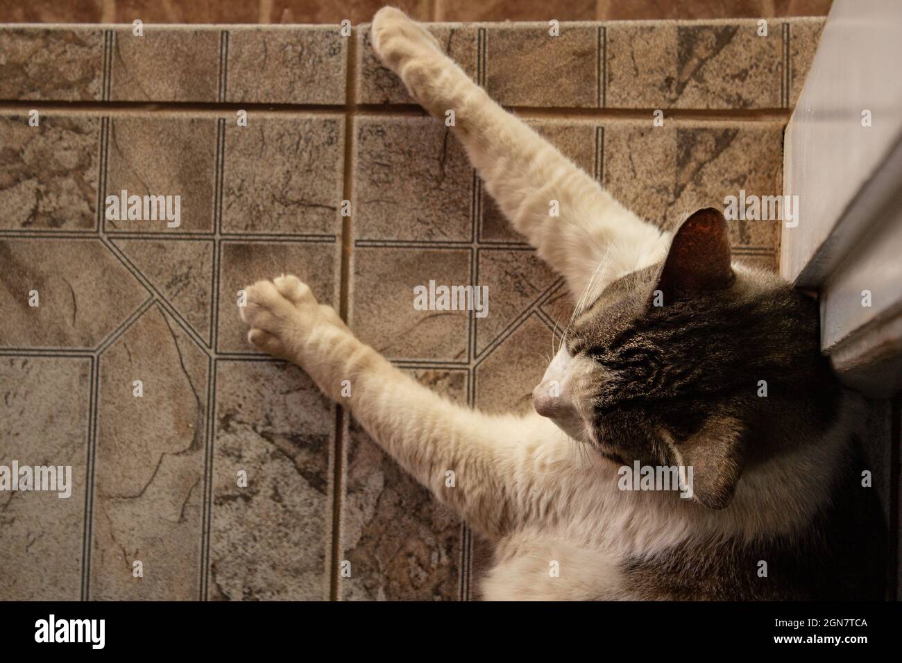 Eine gestromte Katze, friedlich, auf dem Boden liegend. Stockfoto