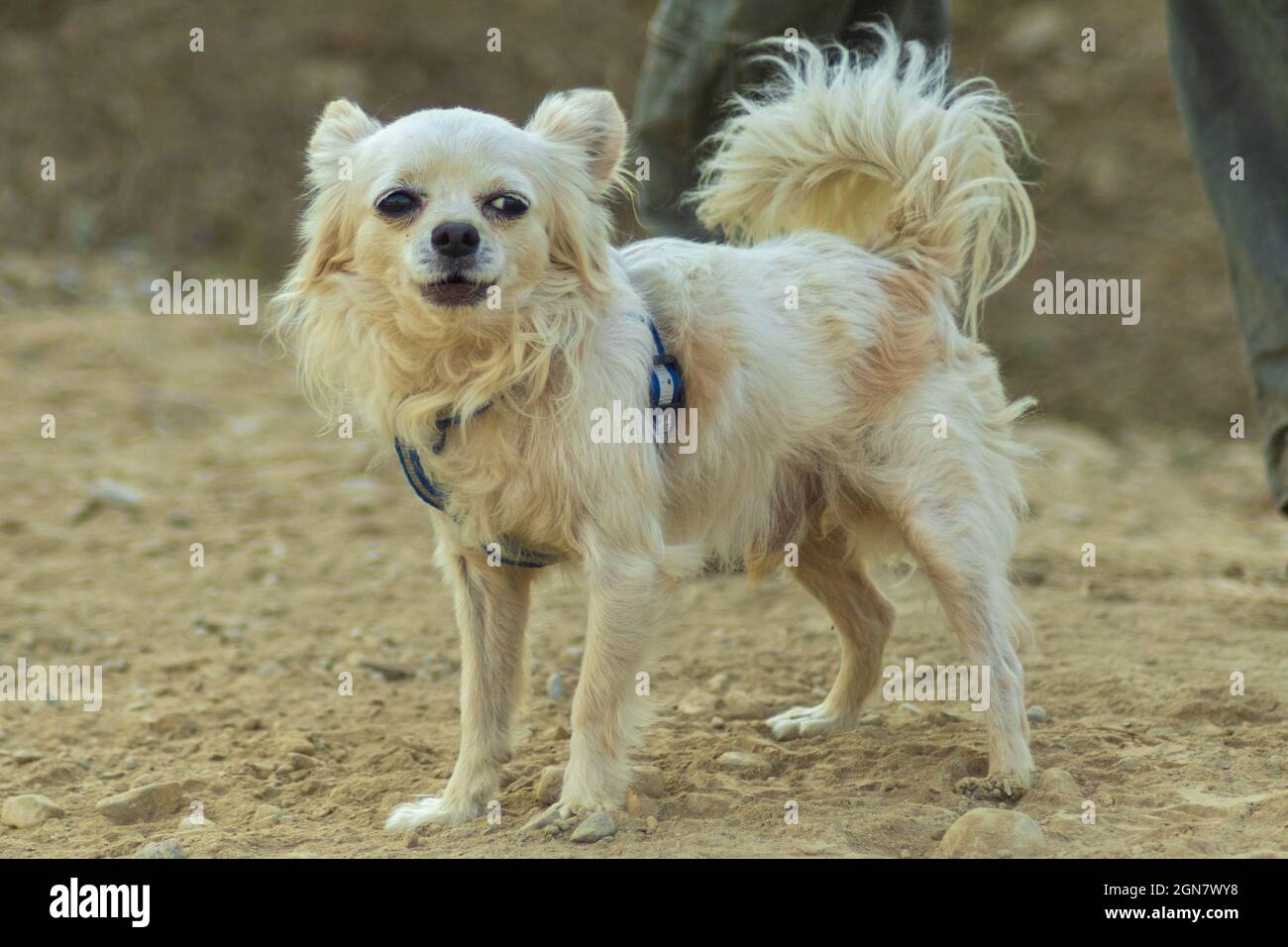 Nahaufnahme eines weißen und braunen chihuahua im Freien. Speicherplatz kopieren. Stockfoto