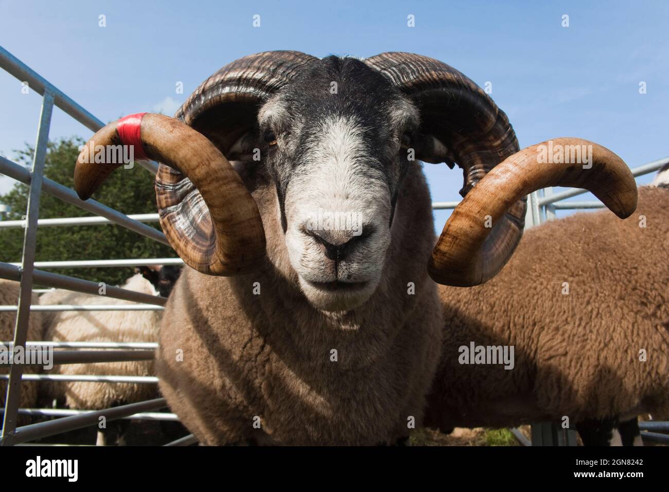 Blackface Widder in Schafen auf der Upland Show, Falstone Border Shepherd Show, Northumberland, Großbritannien Stockfoto