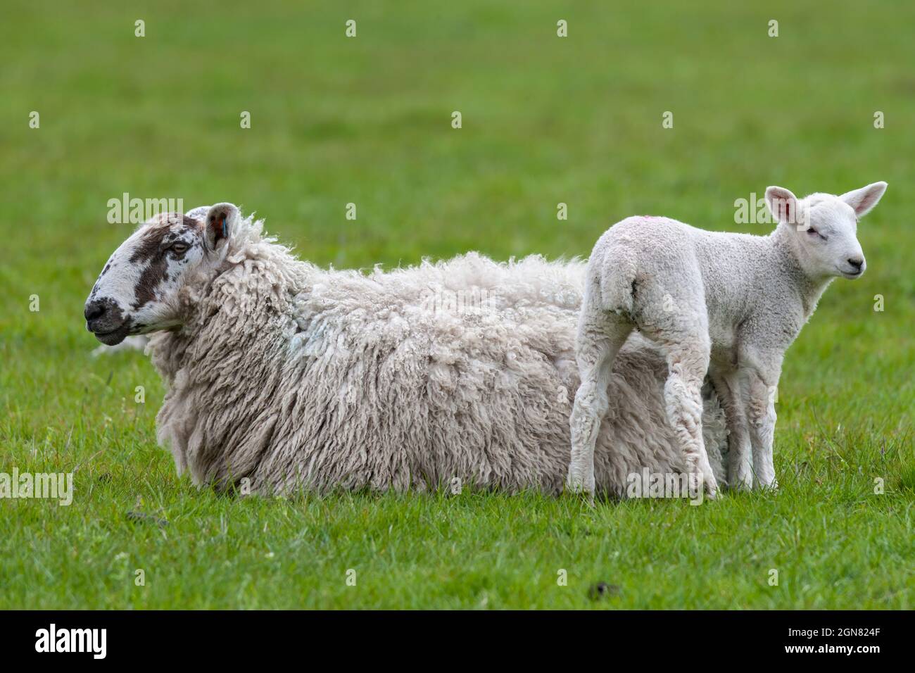 Schaf und Lamm, Lancashire, UK Stockfoto