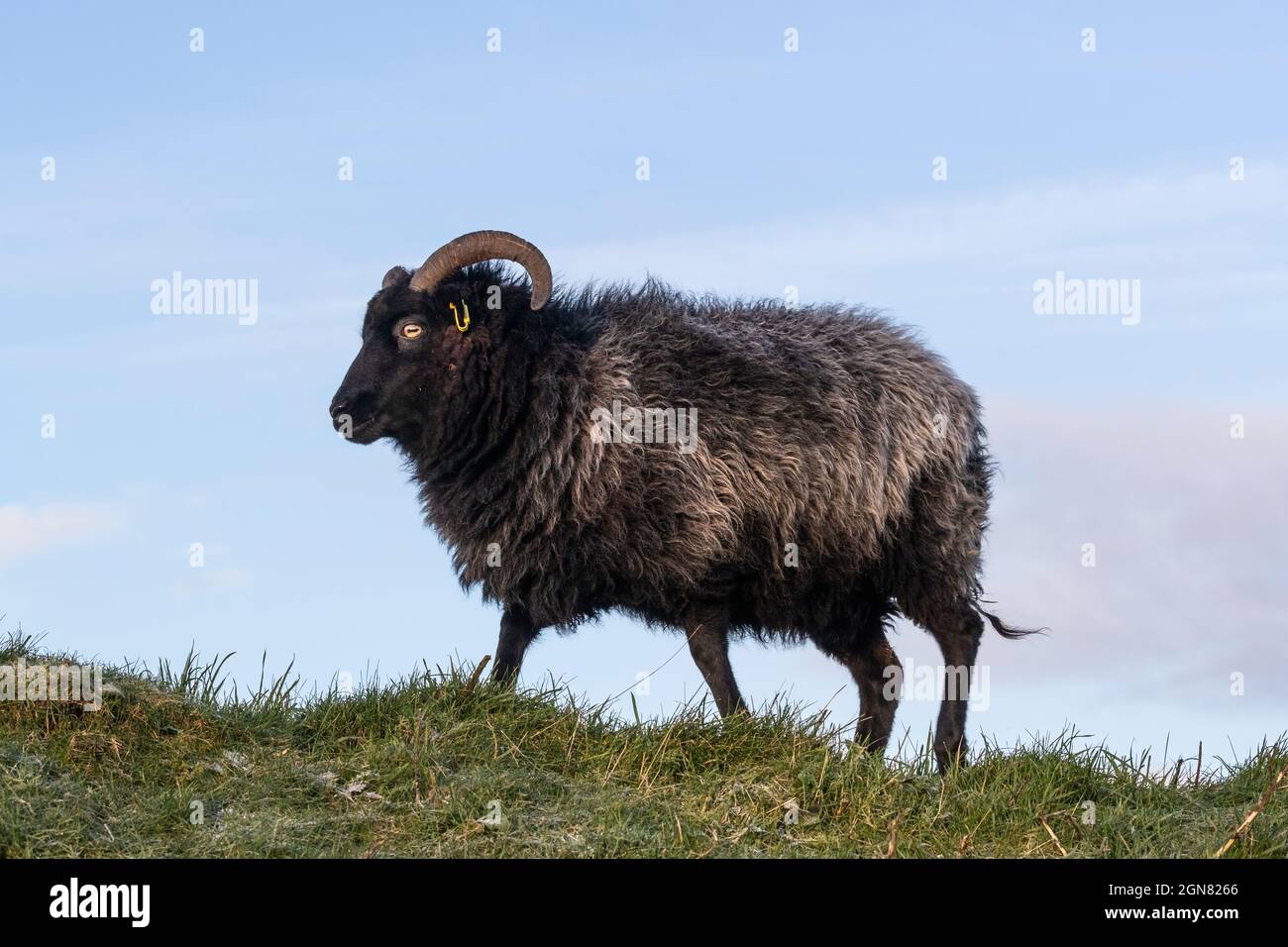 Hebriden Schafe, seltene Rasse in Erhaltung Weidewirtschaft, Caerlaverock Wildfowl und Wetland Trust Reserve, Dumfries und Galloway, Schottland, Großbritannien verwendet Stockfoto