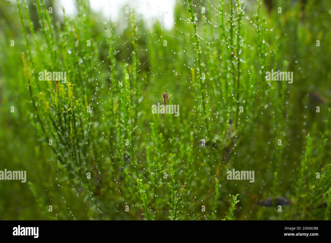 Die Spinne im Wald webt ihre starken Netze. spinnennetz im Tau. Stockfoto
