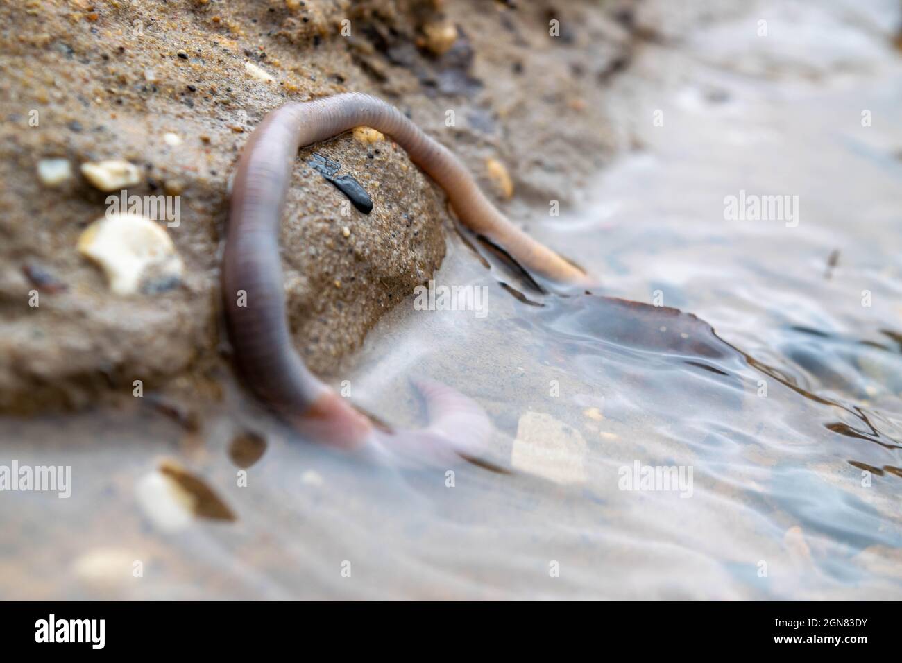 Regenwurm und der erste Frühlingsstrahl, Nahaufnahme, selektiver Fokus Stockfoto