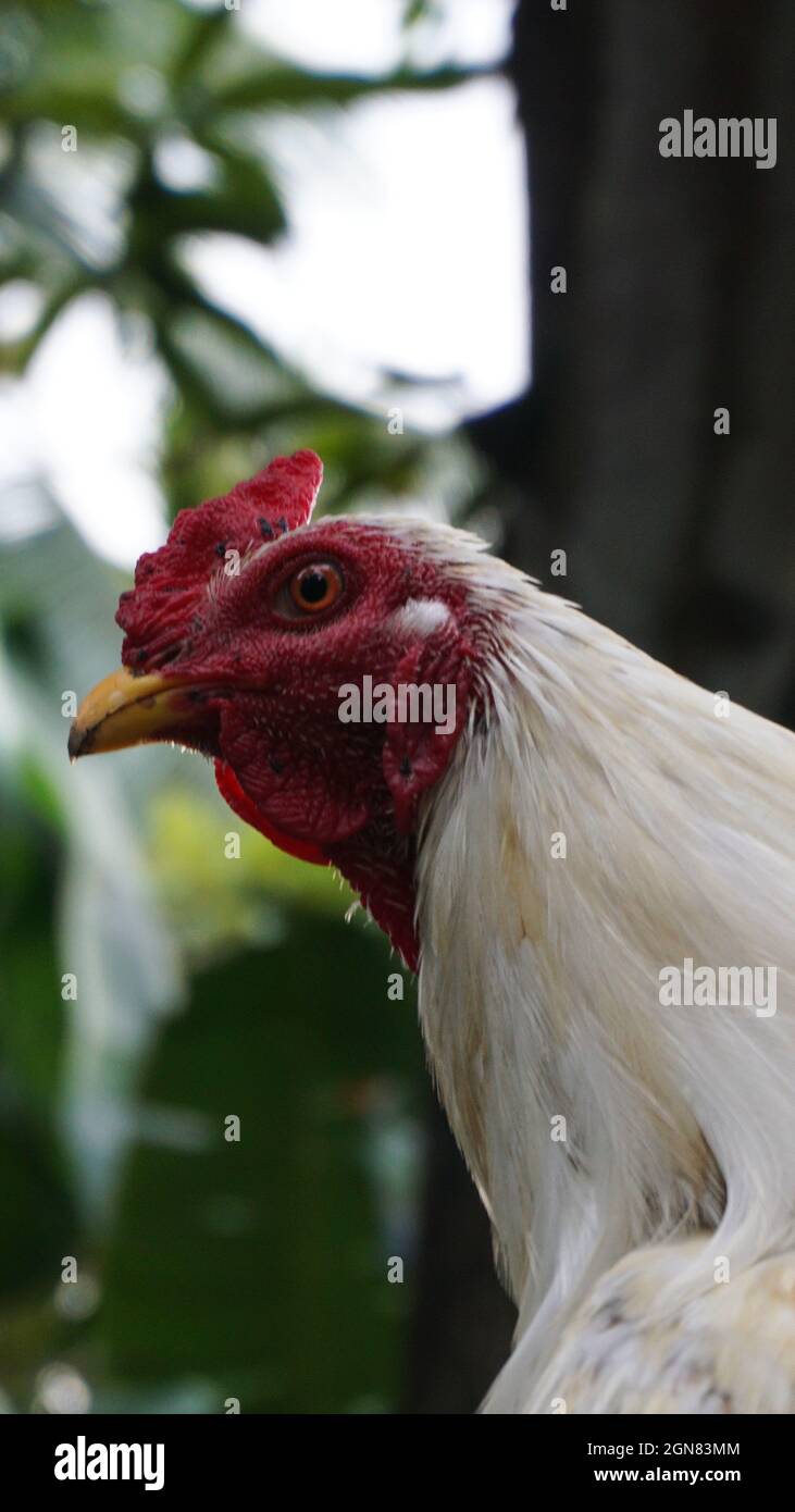 Selektiv einer weißen Henne in einem Garten Stockfoto
