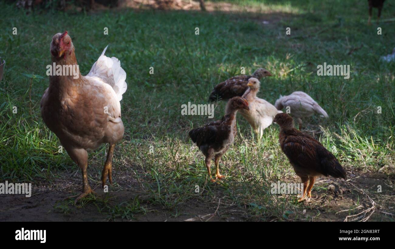 Huhn mit seinen Küken in einem Hof Stockfoto